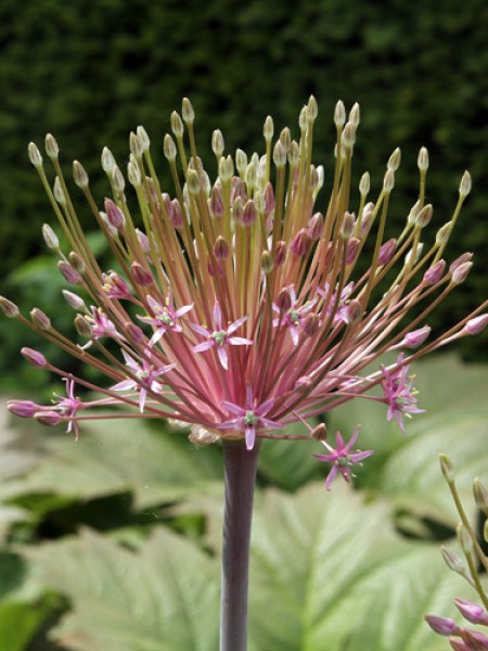 Allium Schubertii.jpg